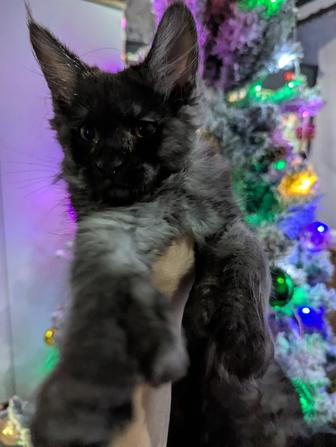 Котята Мей Кун Полидакт