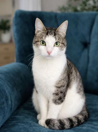 Кот ФЕЛИКС ищет семью