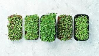 Микро зелень для блюда и салаты