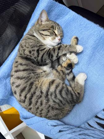 Отдадим кошечку в добрые руки