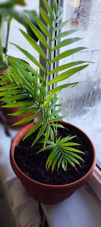 Продам Хамедорея (Chamaedorea)
