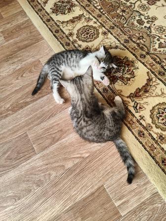 Котята вислоухие