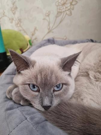 Отдам кошечку (сиамская) в хорошие руки