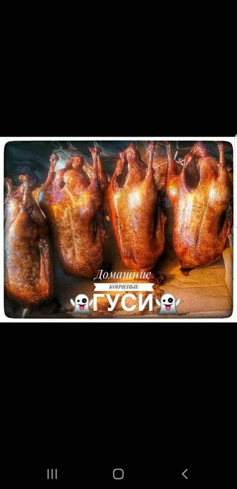 Гуси, кролик, утка, индейка, филе, курица, мясо, говядина, конина