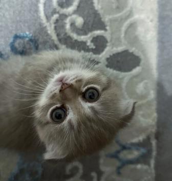 Продаются шотландские вислоухие котята