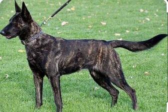 Продажа собаки