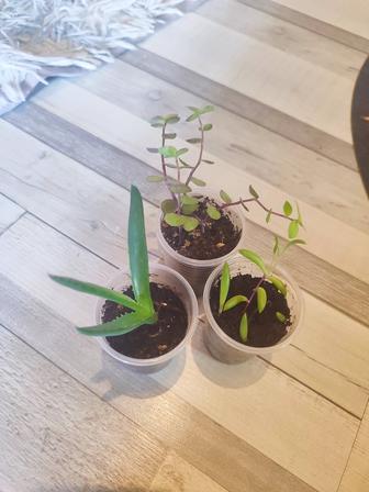Продам набор из 3 растений
