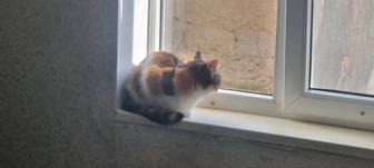 Потерялась кошка Мия.