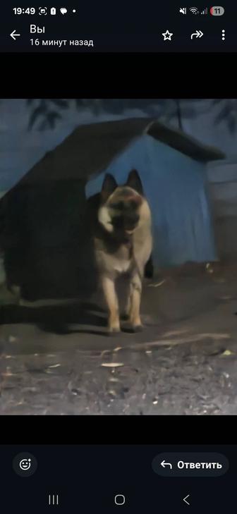 Отдам собаку в хорошие руки