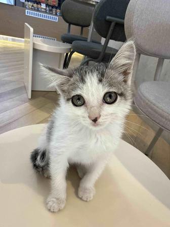 Отдам котенка в добрые руки