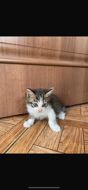 Кошка