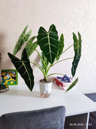 Алоказия Мишольца(росток)