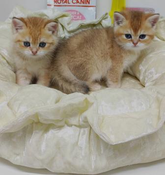 Котята Бриташки Очаровашки Золотистые Шиншиллы