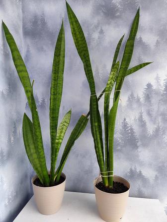 Цветы для дома и офиса