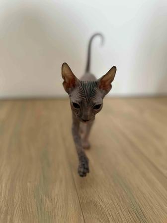 Котенок донского сфинкса