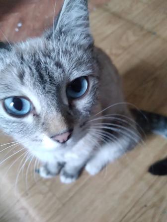 Отдам кошку взрослую