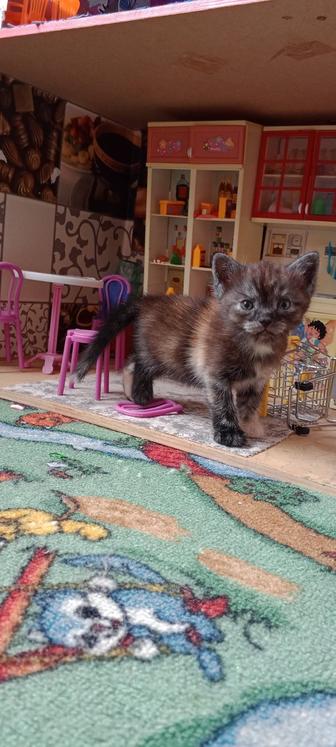 Отдам котенка