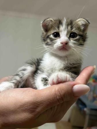 отдам девочку кошечку