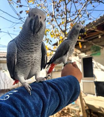 Какаду Ара Жако попугай