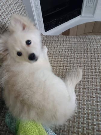 Шпиц девочка