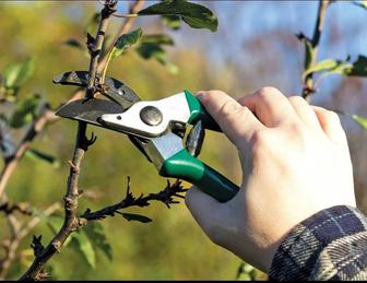 Обрезка плодовых деревьев