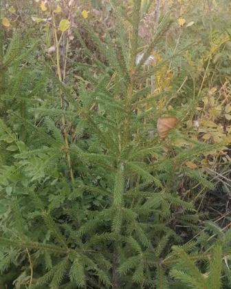 Продаются саженцы тополя, вязы, сирени и всех других видов