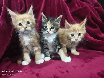 Продам котят мейн кун