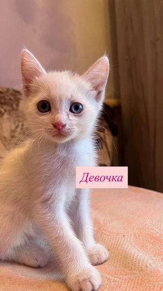 Котята в хорошие руки