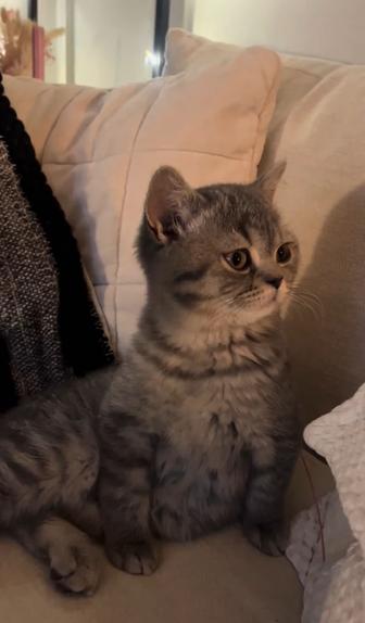 Продам породистую кошку. Здоровая, ухоженная, ласковая.Все подробности в лч