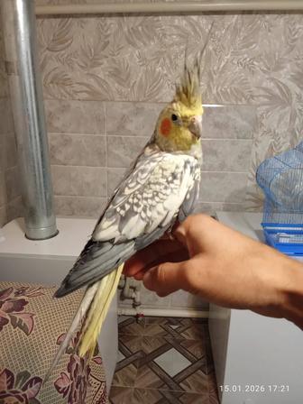 Попугай корелла ручной