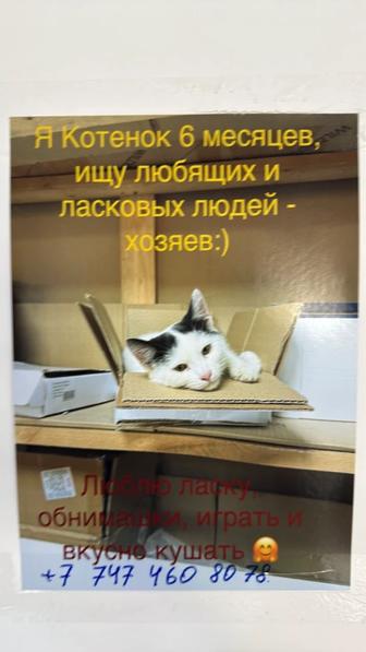Отдаем котика в хорошие и заботливые руки бесплатно