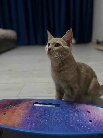 Продам кота мейн-кун