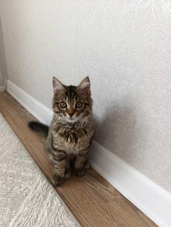 Отдам котенка