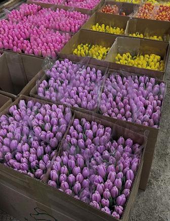 Продаю тюльпаны оптом и в розницу