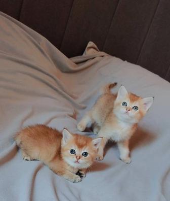 Котята Большой Выбор