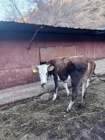 Продам телят