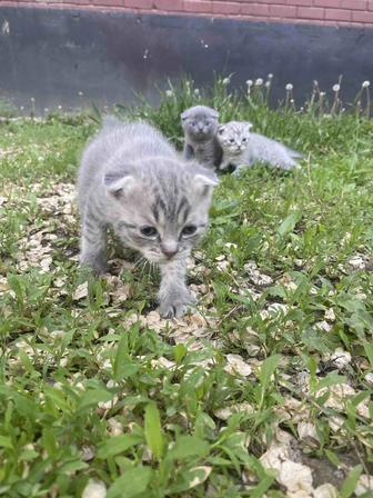 Продам котенка шотландский вислоухий пепельный