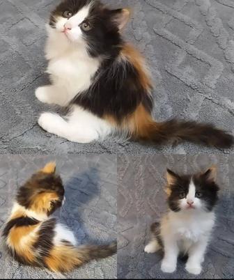 Котенок