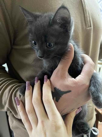 Отдам котенка в хорошие руки
