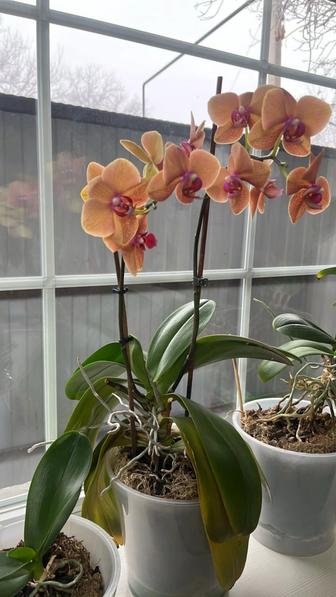 Продам орхидеи