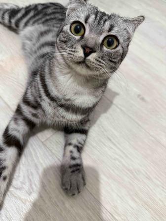 Кошка