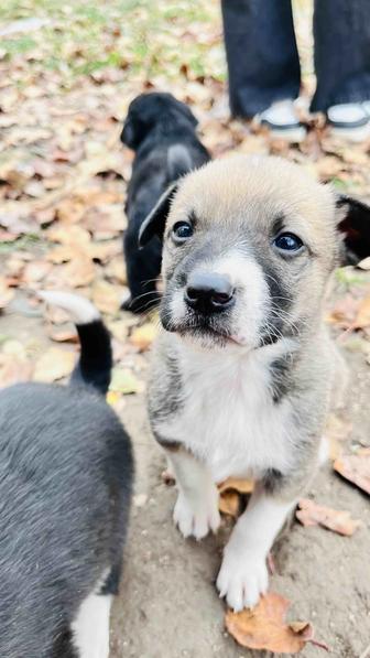 Бесплатно щенки Долан