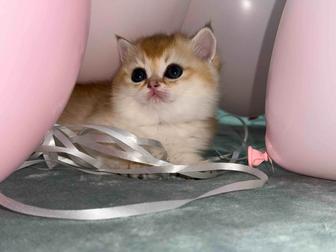 Шотландские котята с паспортами