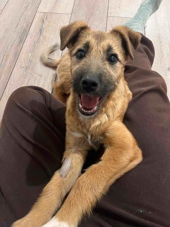 Щенок Джек ищет дом