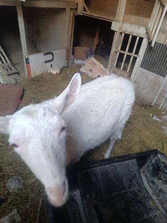 Зааненская коза