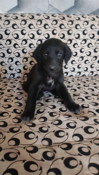 Щенок в добрые ручки