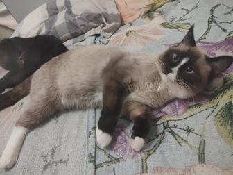 Домашние Котята