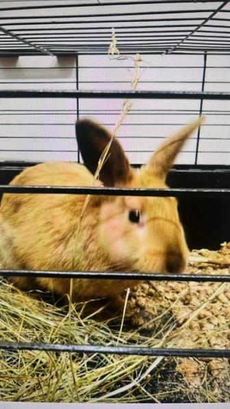 Кролик с клеткой