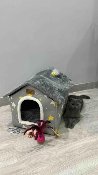 Шотландские вислоухий