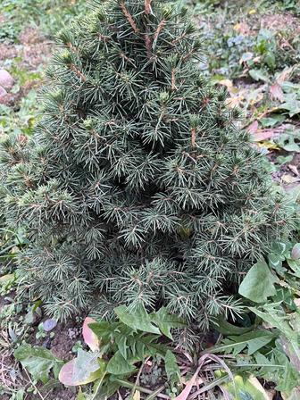 Хвойные - елки, сосны, можжевельники,